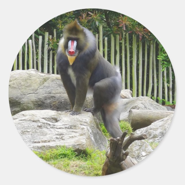 Adesivo Mandrill nº 8 (Frente)