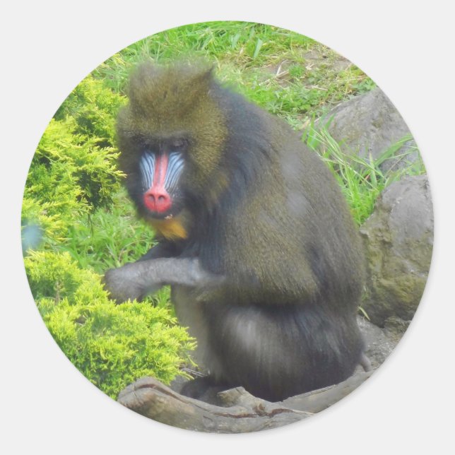 Adesivo Mandrill nº 9 Stickers (Frente)