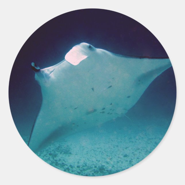 Adesivo Manta (Frente)