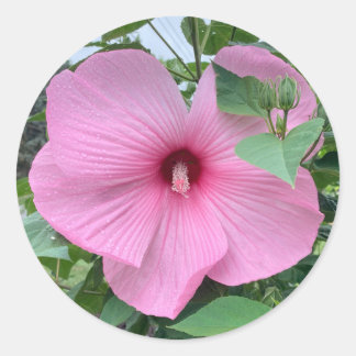 ADESIVO MANTENHA-A - POTÊNCIA DO PINCO