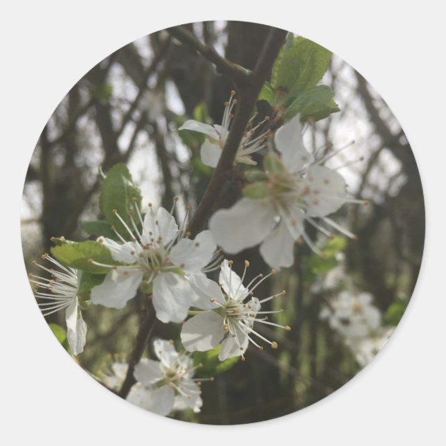 ADESIVO MANTENHA-A - PUREZA DA ESPERANÇA (Frente)