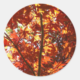 Adesivo Mapeamento Japonês no Sol