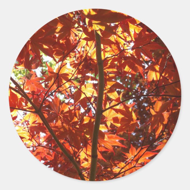 Adesivo Mapeamento Japonês no Sol (Frente)