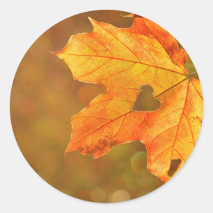 Adesivo Maple Leaf Heart