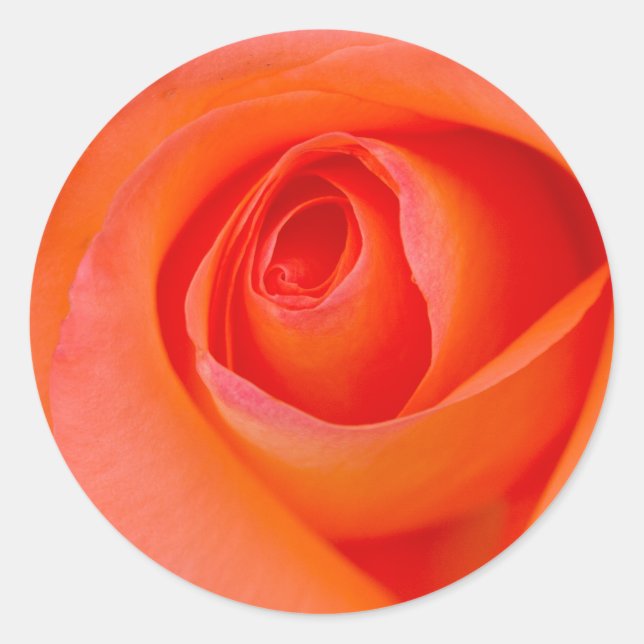 Adesivo Maravilhoso Rosa Laranja Bud (Frente)