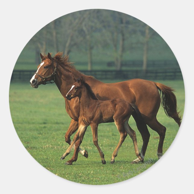 Adesivo Mare & Foal Criados 3 (Frente)