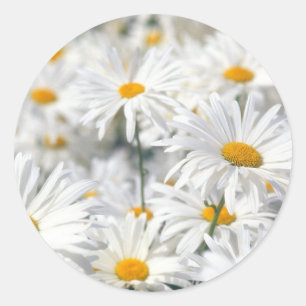 Adesivo Margarida