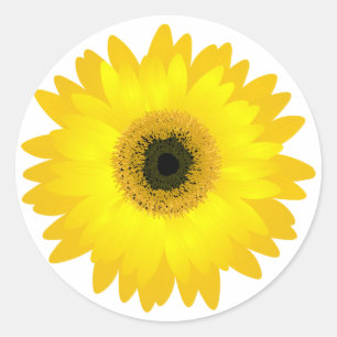 Adesivo Margarida amarela do Gerbera
