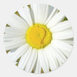 Adesivo Margarida branca