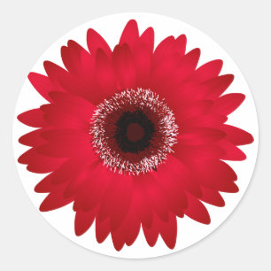 Adesivo Margarida vermelha do Gerbera