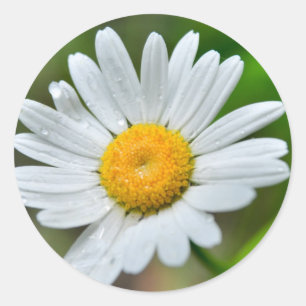 Adesivo Marguerite-flor-selvagem426 WILDFLOWERS DAISY SPRI