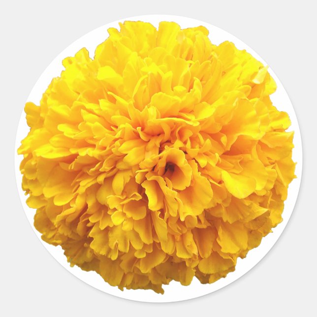 Adesivo Marigold (Frente)