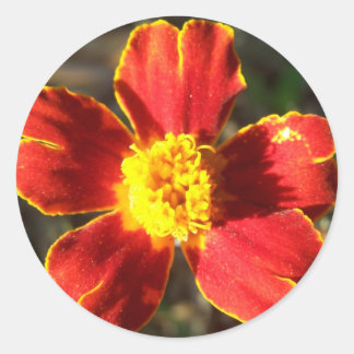 Adesivo Marigold Flower Stickers