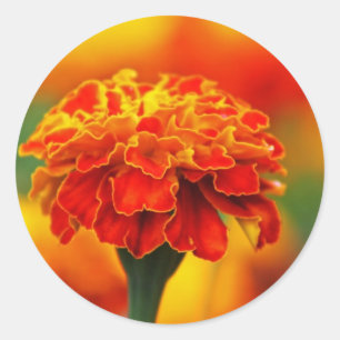 Adesivo Marigold, Laranja Atraente