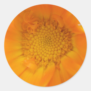 Adesivo Marigold Macro Stickers Laranja