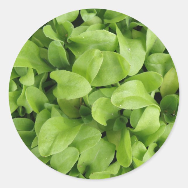 Adesivo Marigold Seedlings Stickers (Frente)