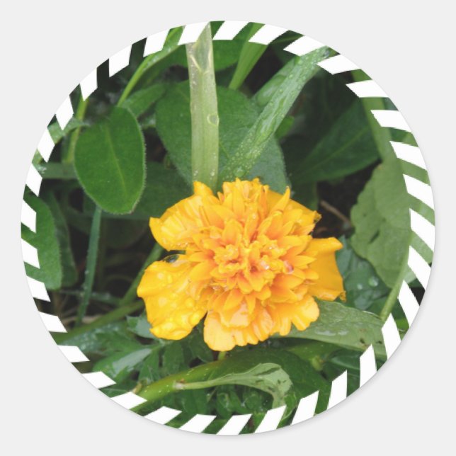 Adesivo Marigold Sticker Amarelo (Frente)