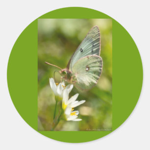 Adesivo Mariposa Verde em Falsa Alho Roupas e Presentes