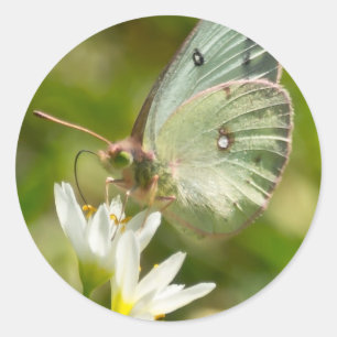 Adesivo Mariposa Verde em Falsa Alho Roupas e Presentes