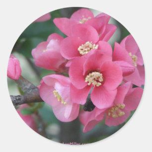 Adesivo Marmelo de florescência de florescência do rosa 