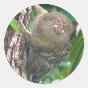 Adesivo Marmoset de pigmeu