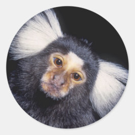 Adesivo Marmoset Monkey