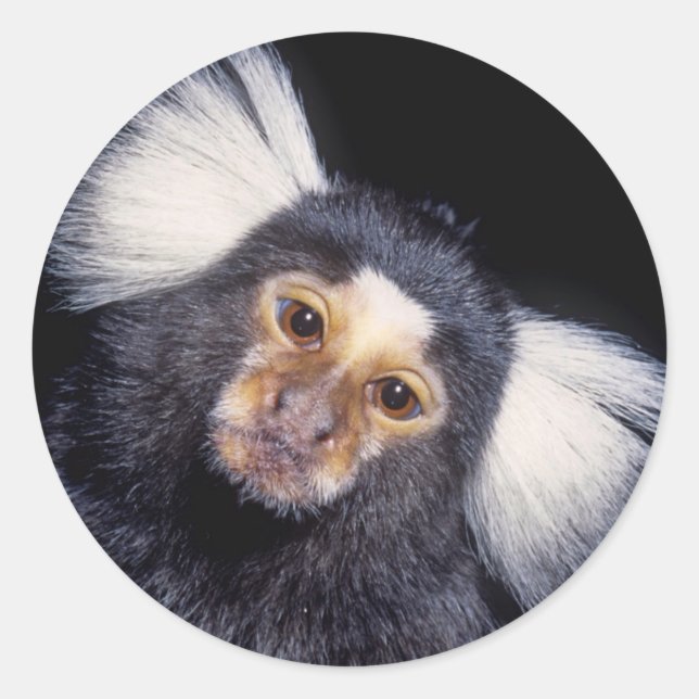 Adesivo Marmoset Monkey (Frente)