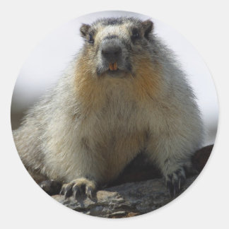 Adesivo Marmot Amarelo Bellying