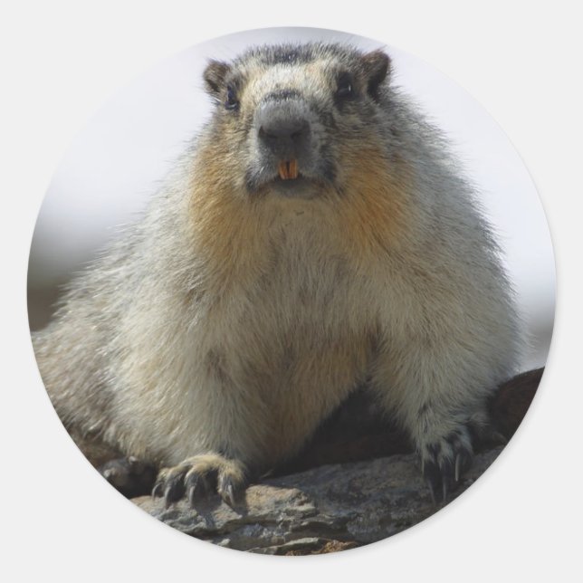 Adesivo Marmot Amarelo Bellying (Frente)