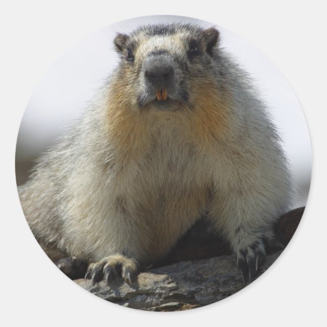 Adesivo Marmot Amarelo Bellying (Frente)