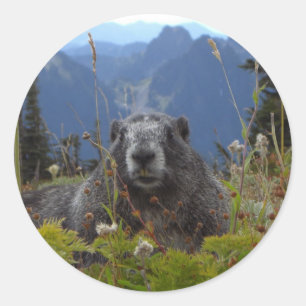 Adesivo marmota no paraíso