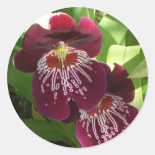 Adesivo Maroon Orchids II Elegante Floral