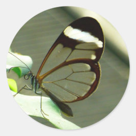 Adesivo Marrom atordoante e borboleta translúcida