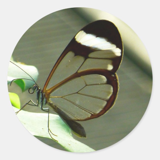Adesivo Marrom atordoante e borboleta translúcida (Frente)
