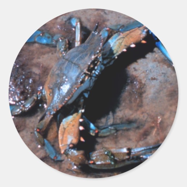Adesivo Maryland Blue Crab (Frente)