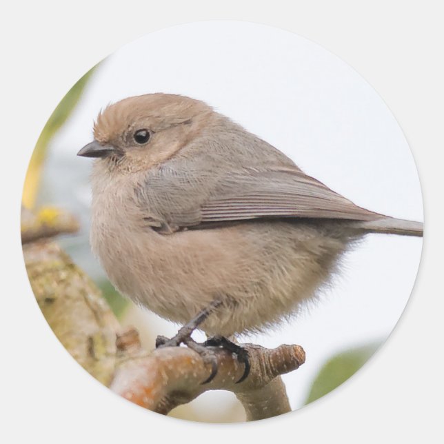Adesivo Masculino Bushtit na árvore pera (Frente)