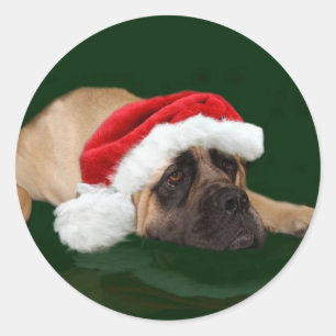 Adesivo Mastiff em um chapéu do papai noel