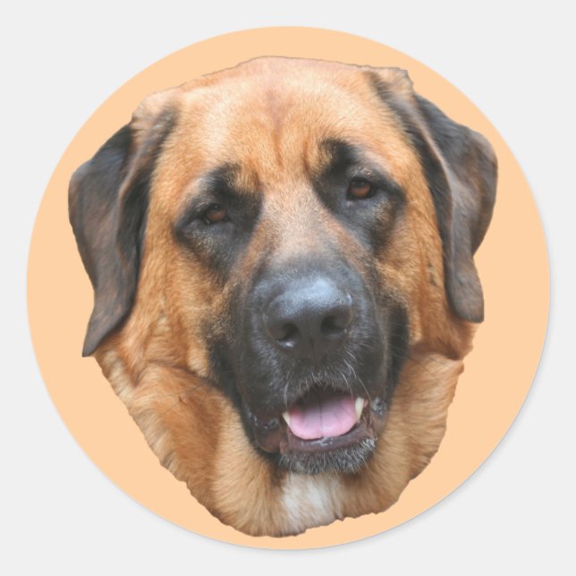 Adesivo Mastiff Mix Dog Face Sticker (Frente)
