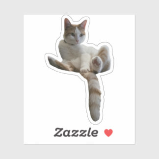 Adesivo Maybe You Should Cover That Up? Cat