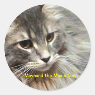 Adesivo Maynard o racum de Maine