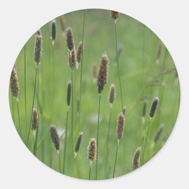 Adesivo Meadow Foxtails (Frente)