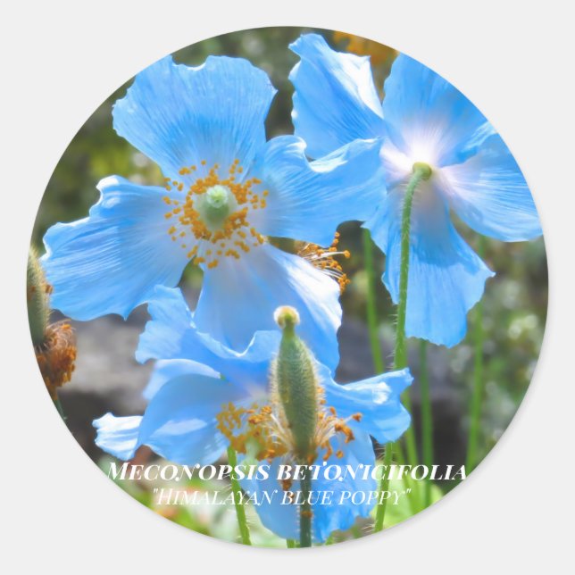 Adesivo Meconopsis betonicifolia [Round Seal] ラウンドシール (Frente)
