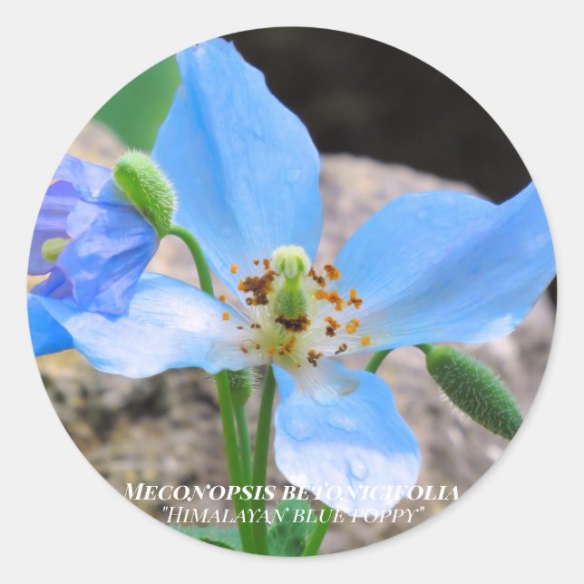 Adesivo Meconopsis betonicifolia [Seal] ラ ウ ン  Round     . (Frente)