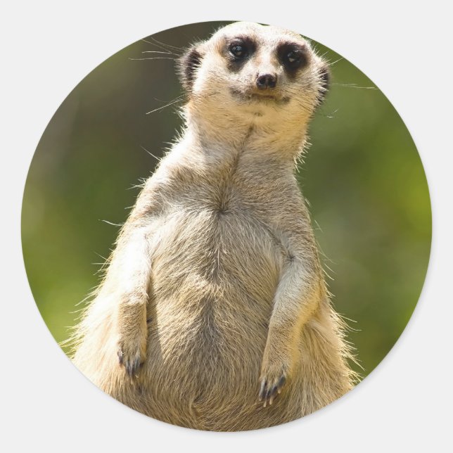 Adesivo Meerkat (Frente)