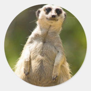Adesivo Meerkat