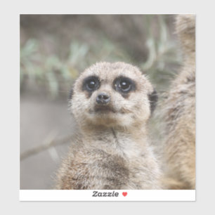 Adesivo Meerkat 082
