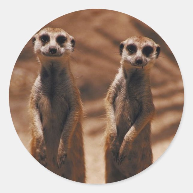 Adesivo Meerkat Duo (Frente)