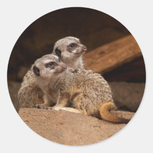 Adesivo Meerkat Round Sticker