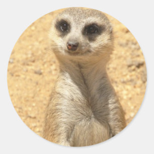 Adesivo Meerkat Sticker Curioso