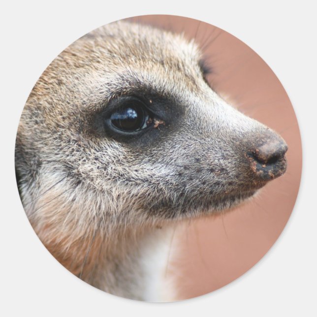 Adesivo Meerkat Sticker Curioso (Frente)